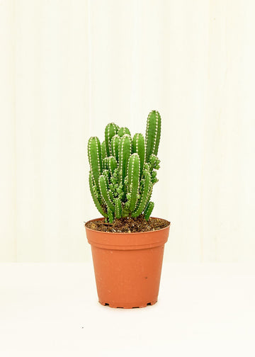 Small Fairy Castle Cactus (Acanthocereus tetragonus 'Fairy Castle') in a grow pot.