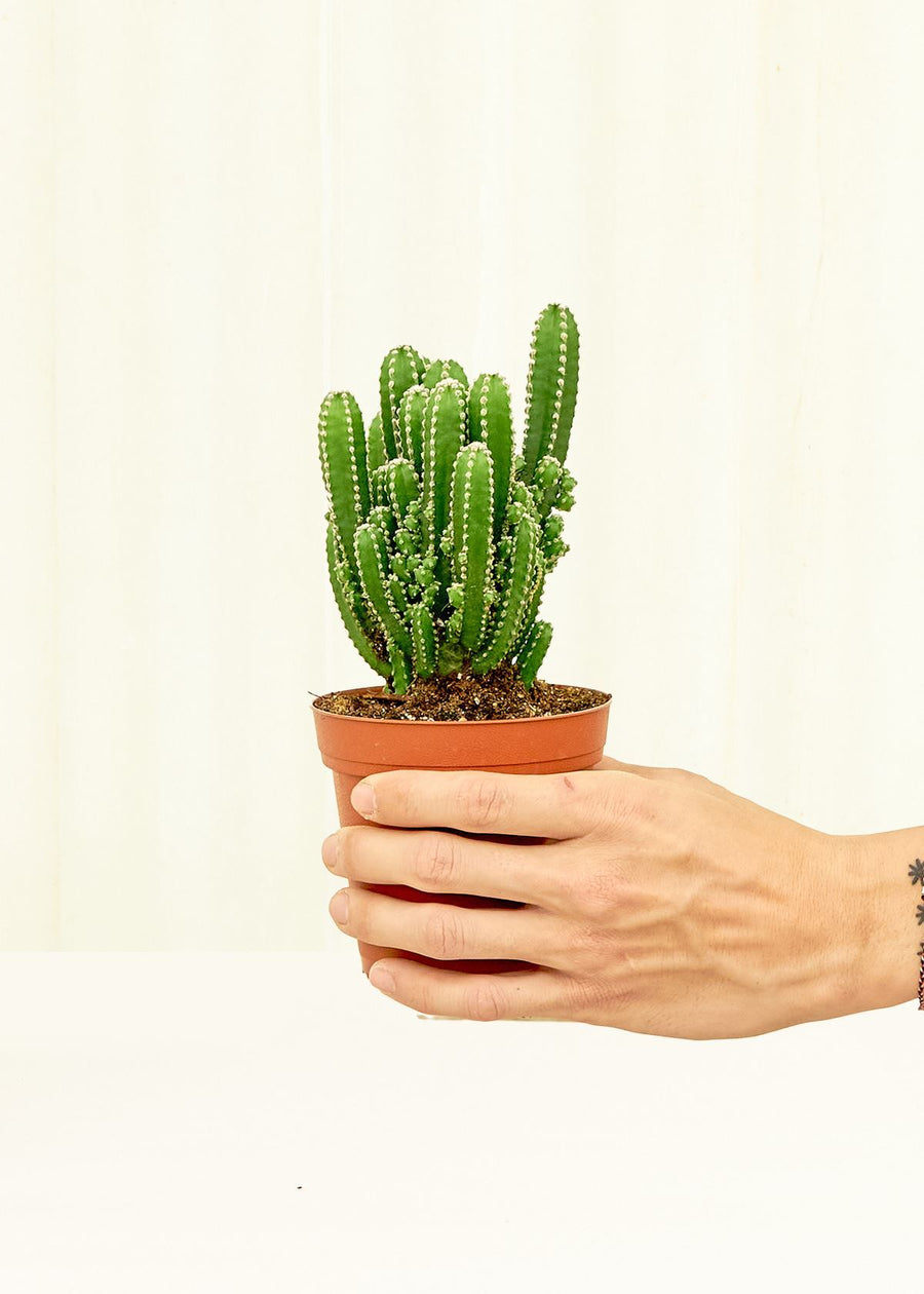 Small Fairy Castle Cactus (Acanthocereus tetragonus 'Fairy Castle') in a grow pot.