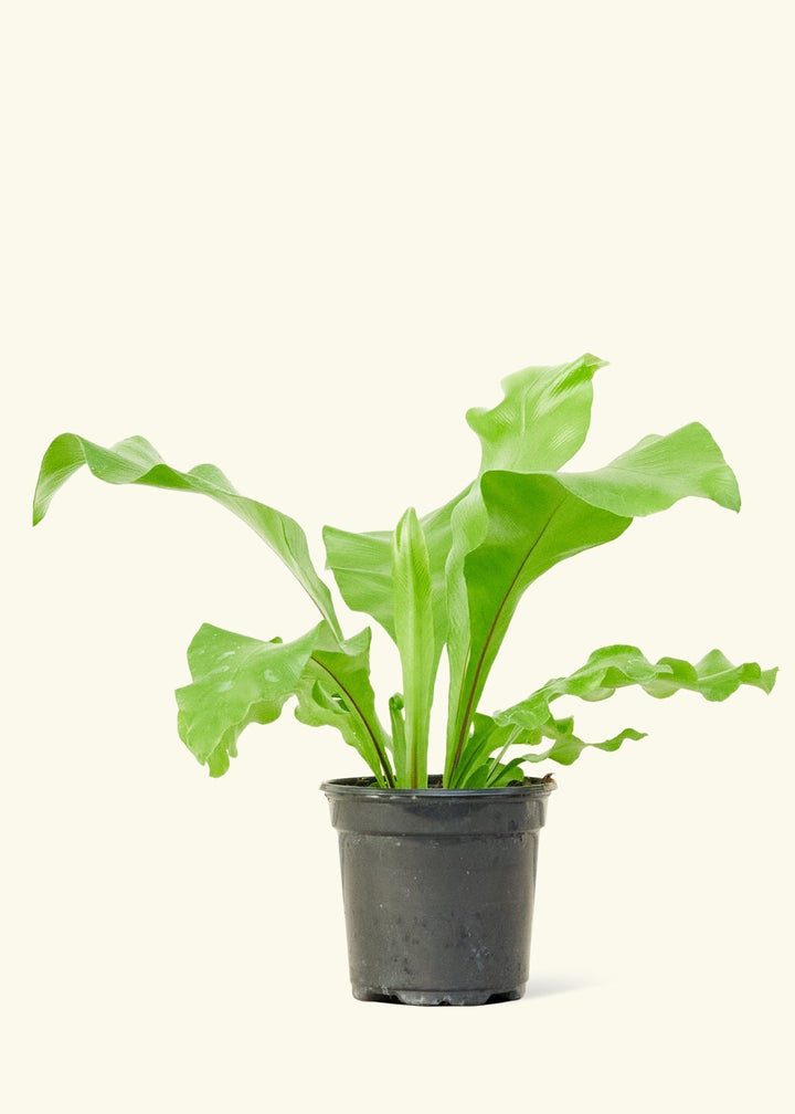 Small Bird's Nest Fern in a grow pot.