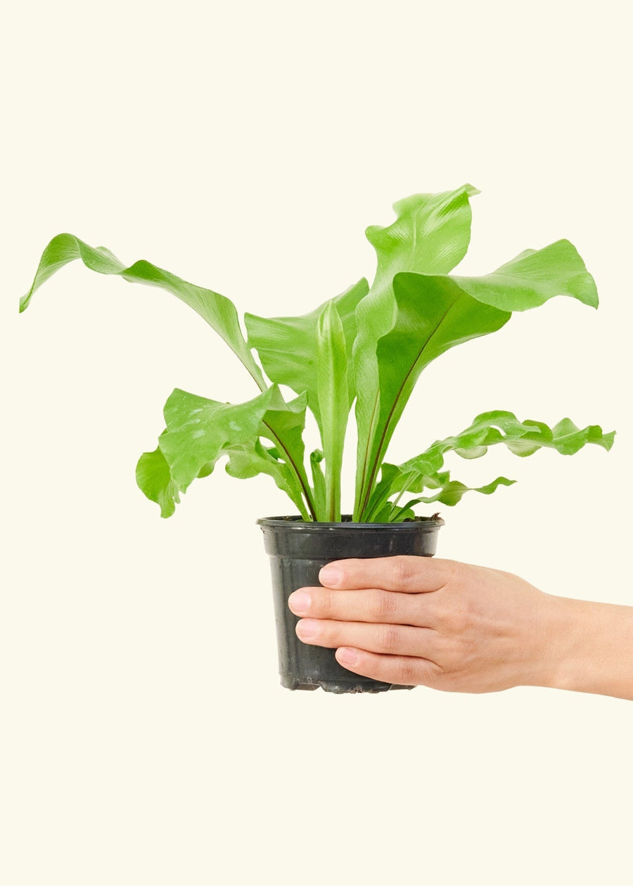 Small Bird's Nest Fern in a grow pot.