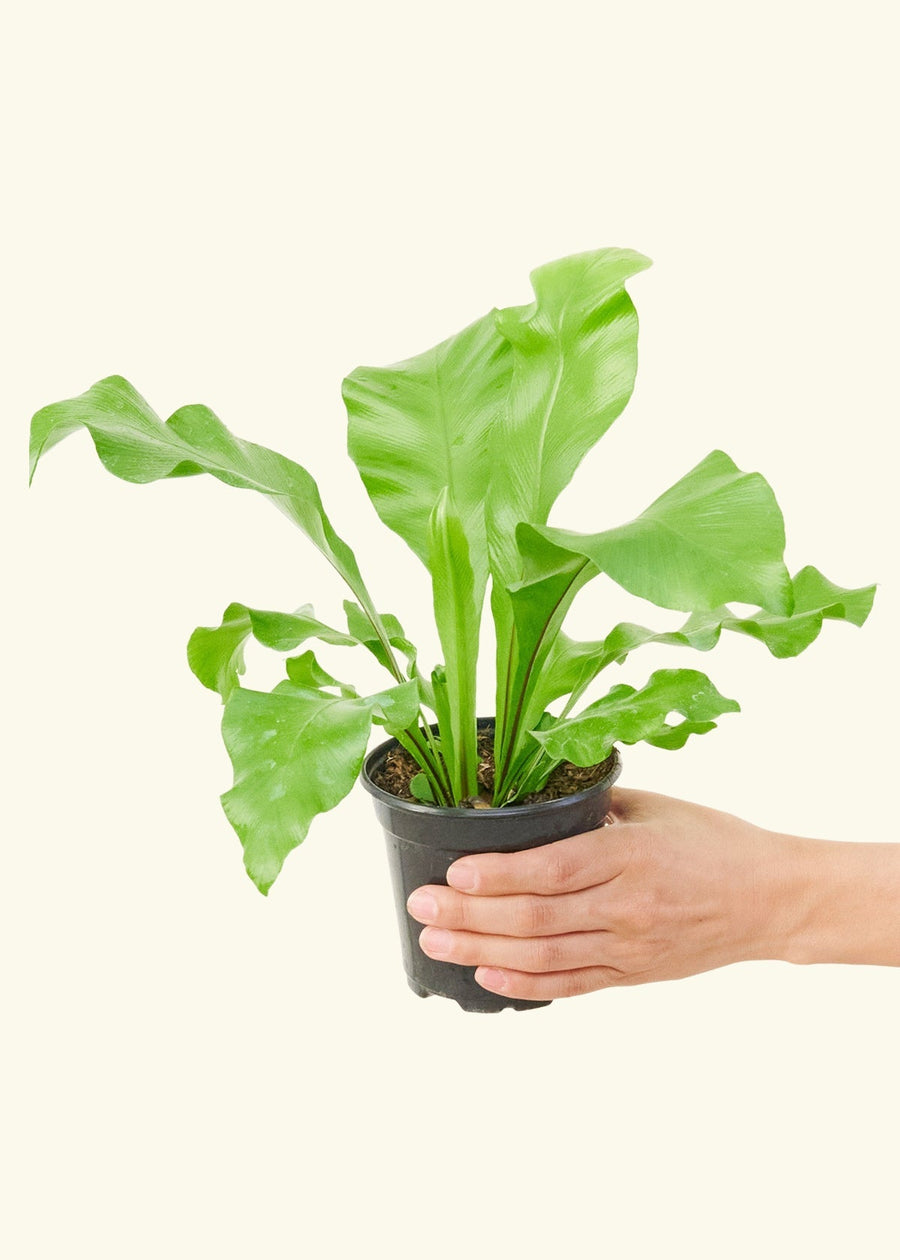 Small Bird's Nest Fern in a grow pot.