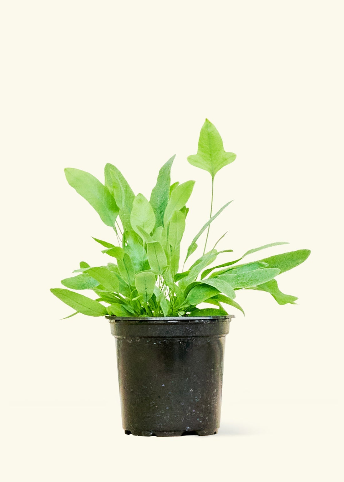 Small Blue Star Fern (Phlebodium aureum) in a grow pot.