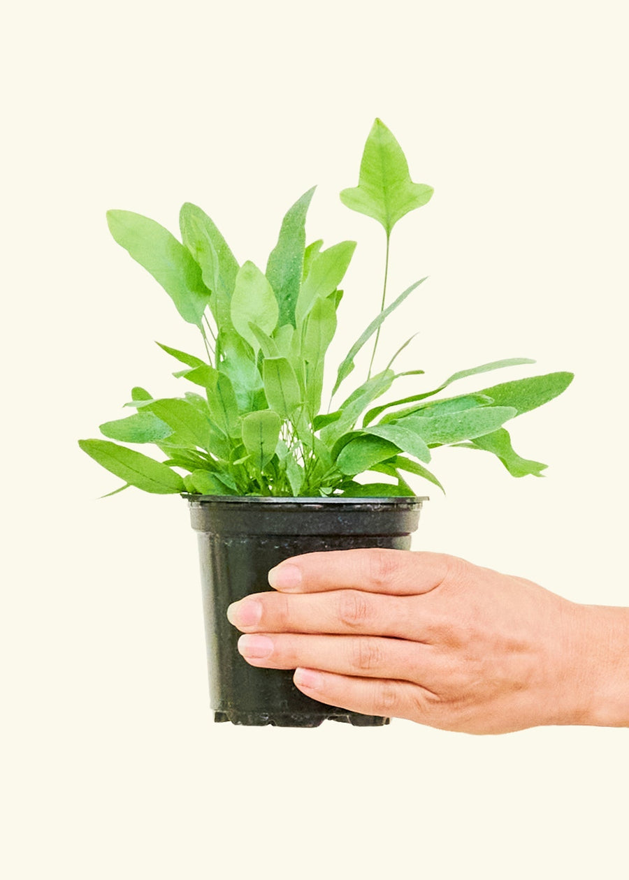 Small Blue Star Fern (Phlebodium aureum) in a grow pot.