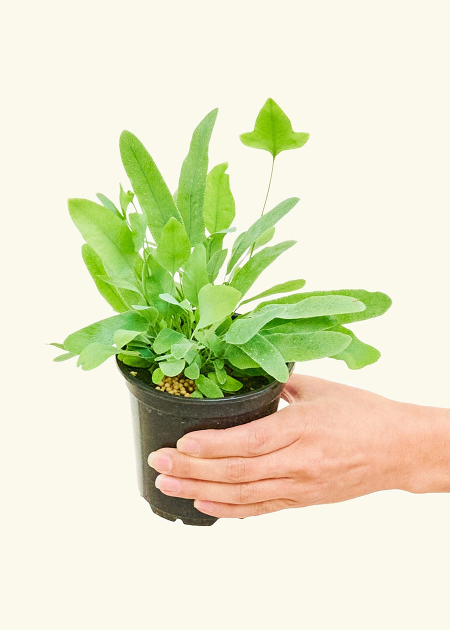 Small Blue Star Fern (Phlebodium aureum) in a grow pot.