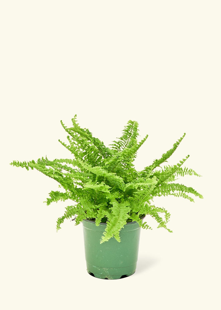 Small Boston Fern in a grow pot.