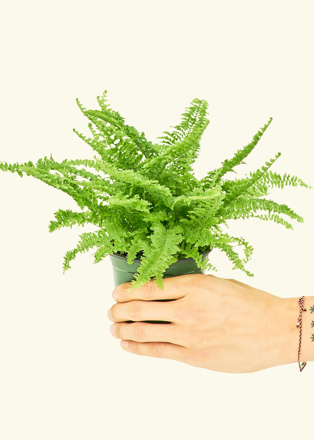 Small Boston Fern in a grow pot.