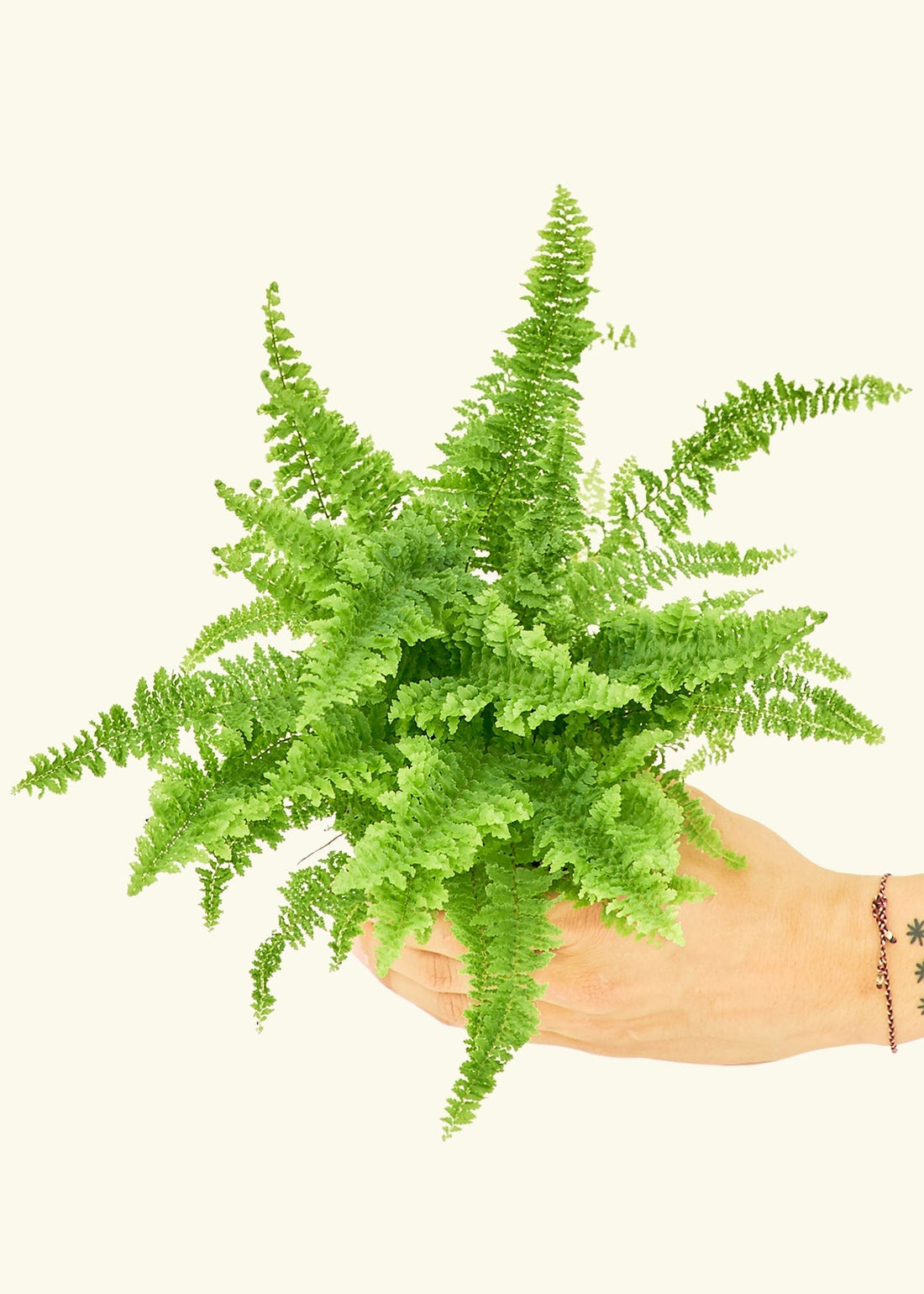 Small Boston Fern in a grow pot.