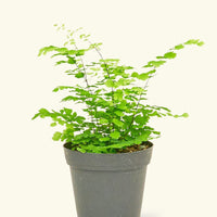 Small Maidenhair Fern (Adiantum aethiopicum) in a grow pot.