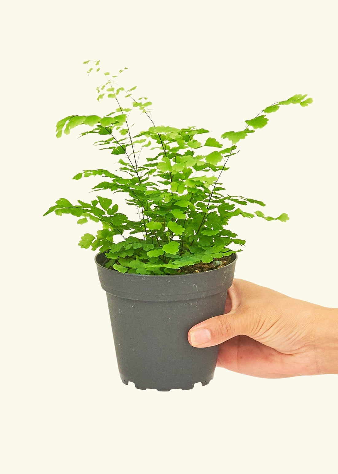 Small Maidenhair Fern (Adiantum aethiopicum) in a grow pot.