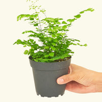 Small Maidenhair Fern (Adiantum aethiopicum) in a grow pot.