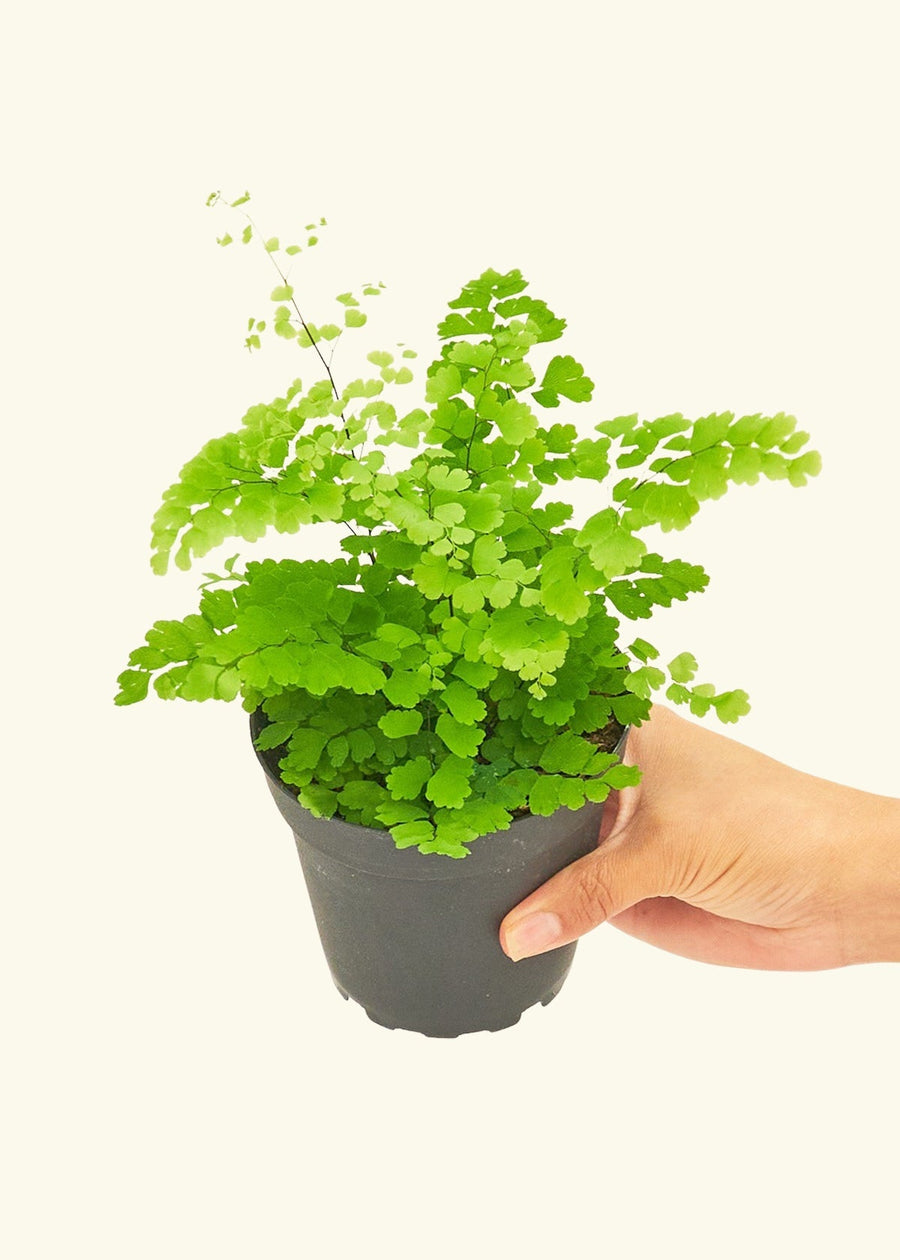 Small Maidenhair Fern (Adiantum aethiopicum) in a grow pot.