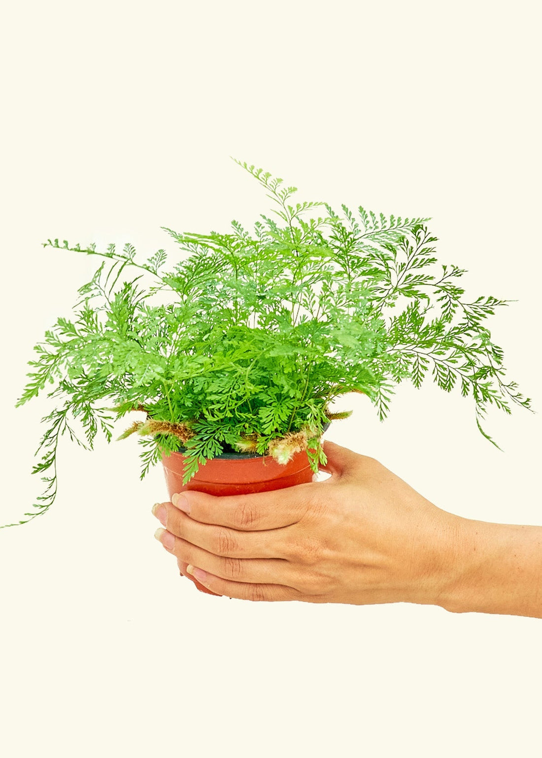 Small Rabbit Foot Fern in a grow pot