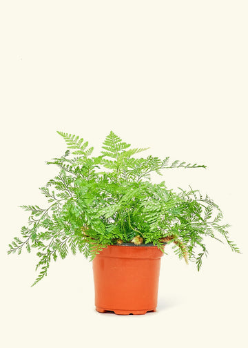 Small Rabbit Foot Fern in a grow pot