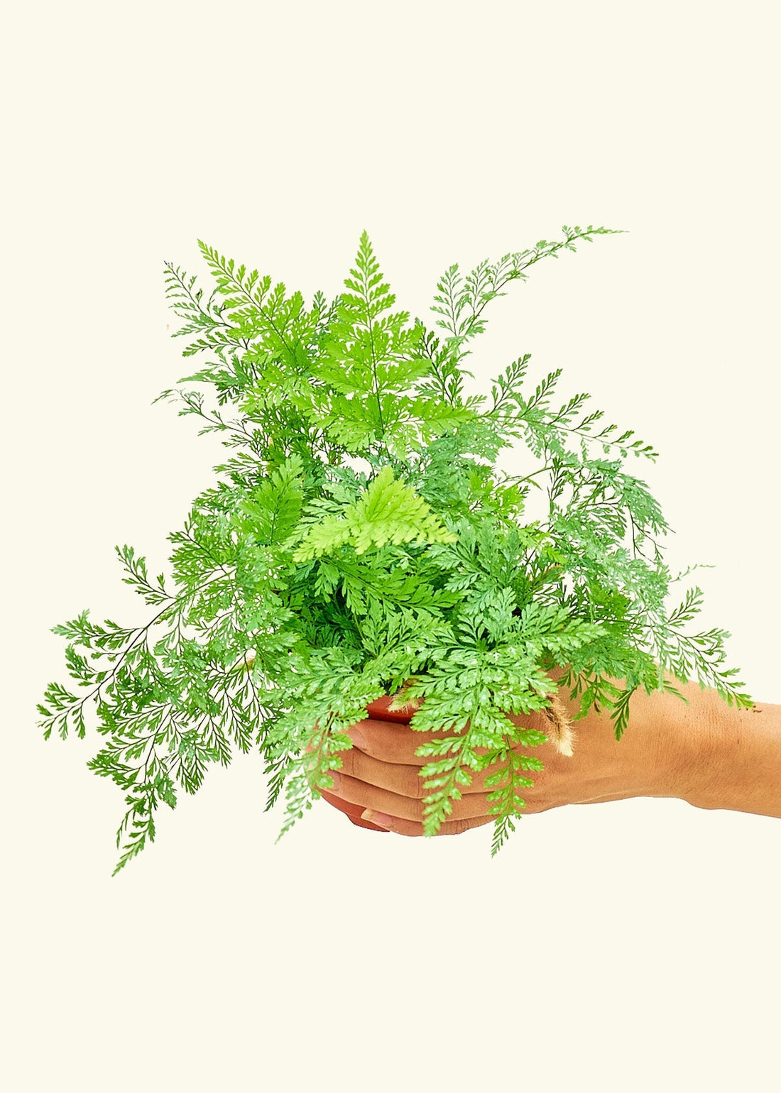 Small Rabbit Foot Fern in a grow pot