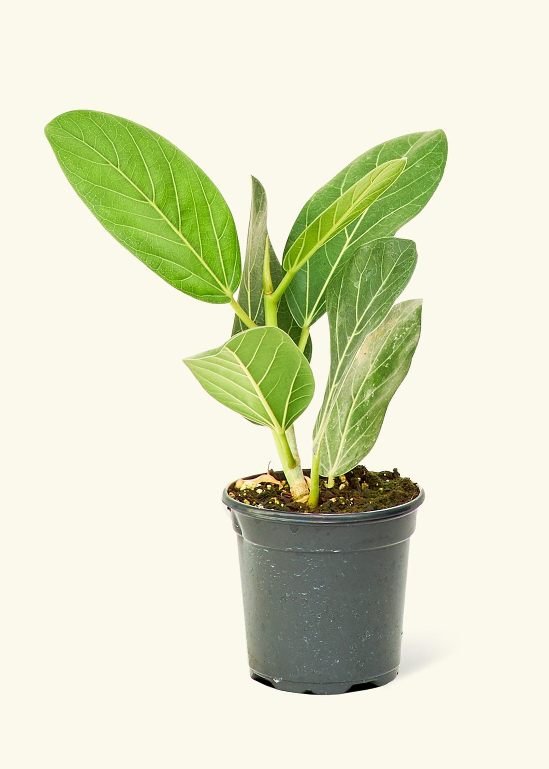 Audrey Plant Rooted