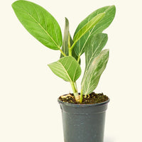 Audrey Plant Rooted