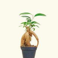 Ficus 'Ginseng', Small