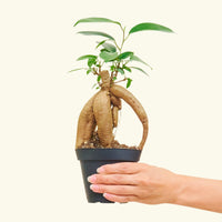 Ficus 'Ginseng', Small