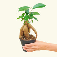 Ficus 'Ginseng', Small