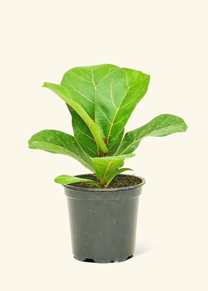 Small Fiddle Leaf Fig (Ficus lyrata) in a grow pot.