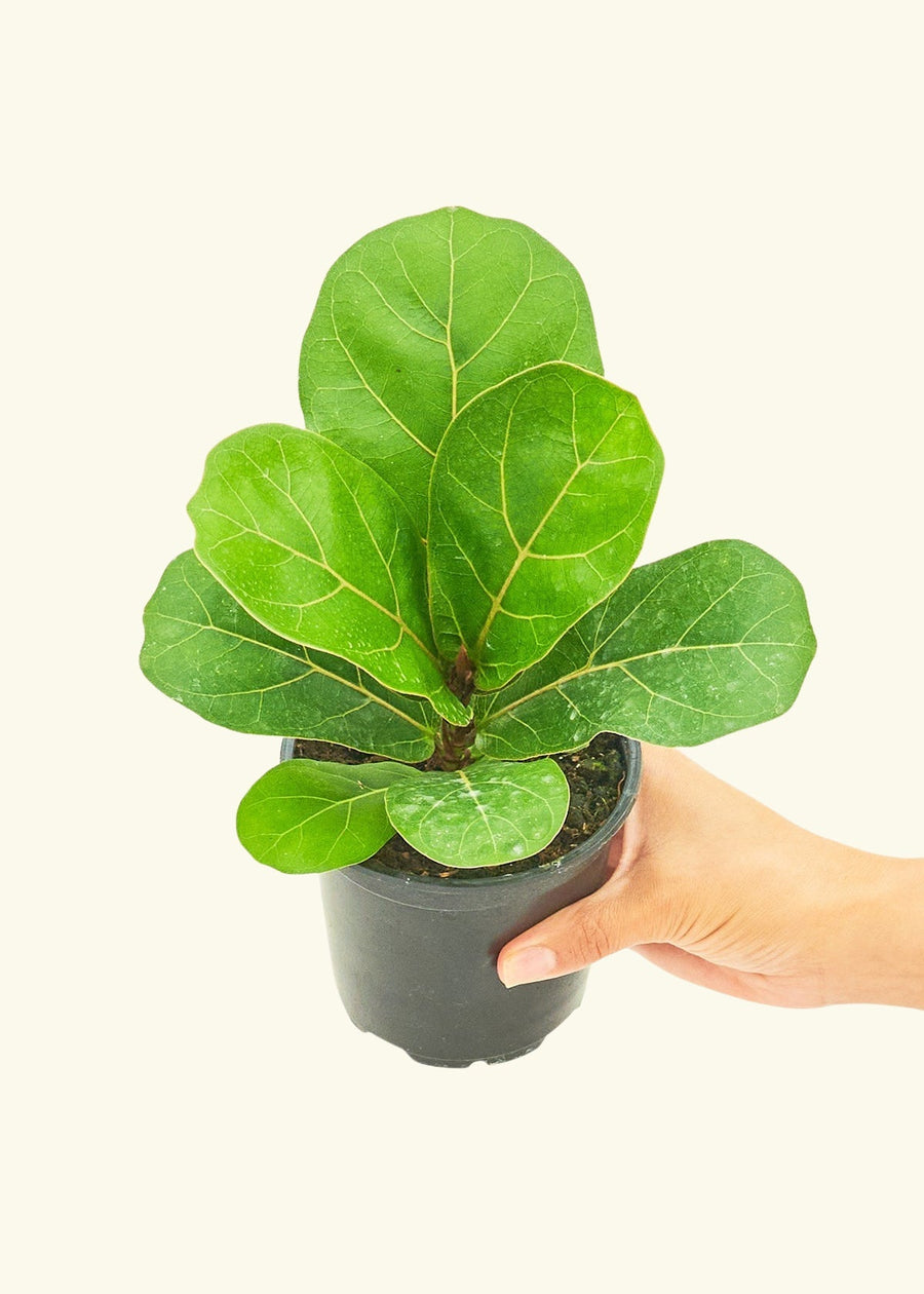 Small Fiddle Leaf Fig (Ficus lyrata) in a grow pot.