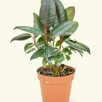 Small Rubber Tree 'burgundy' (Ficus elastica) in a grow pot.