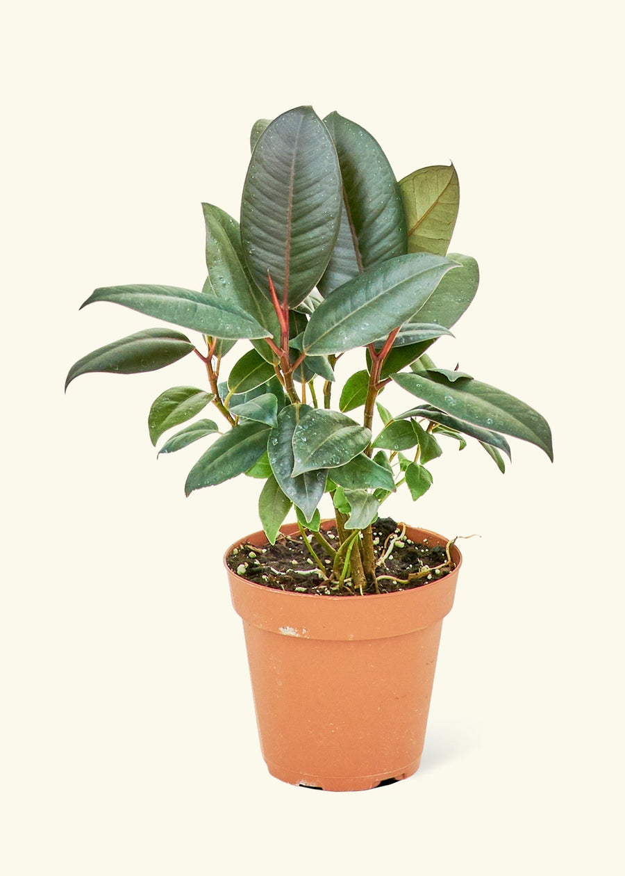 Small Rubber Tree 'burgundy' (Ficus elastica) in a grow pot.