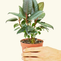 Small Rubber Tree 'burgundy' (Ficus elastica) in a grow pot.