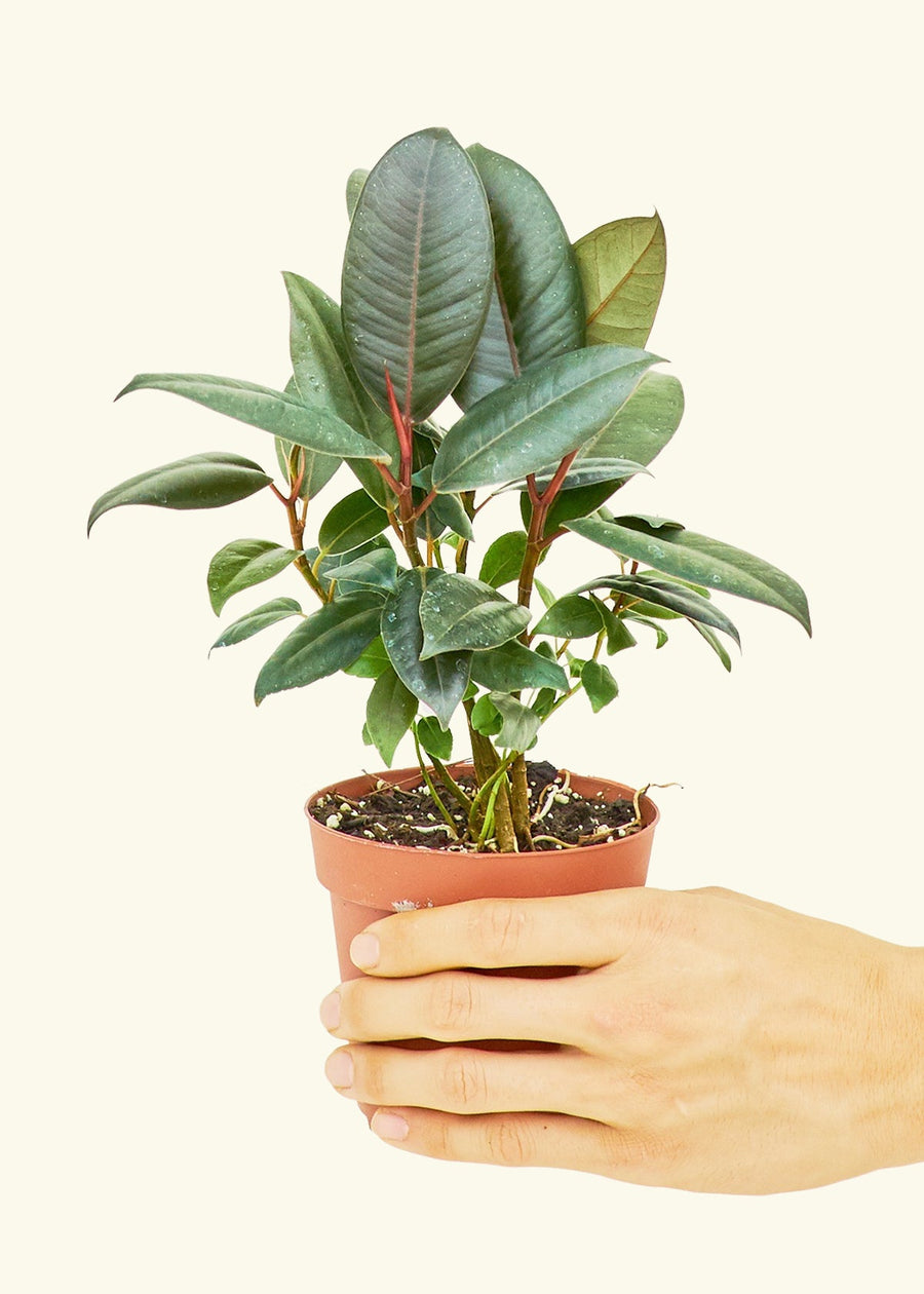 Ficus 'Burgundy' in 4" nursery pot