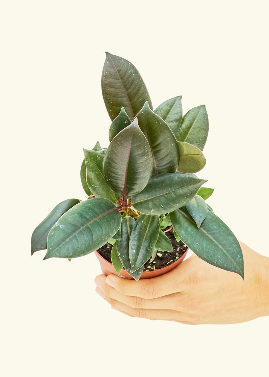 Ficus 'Burgundy' in 4" nursery pot