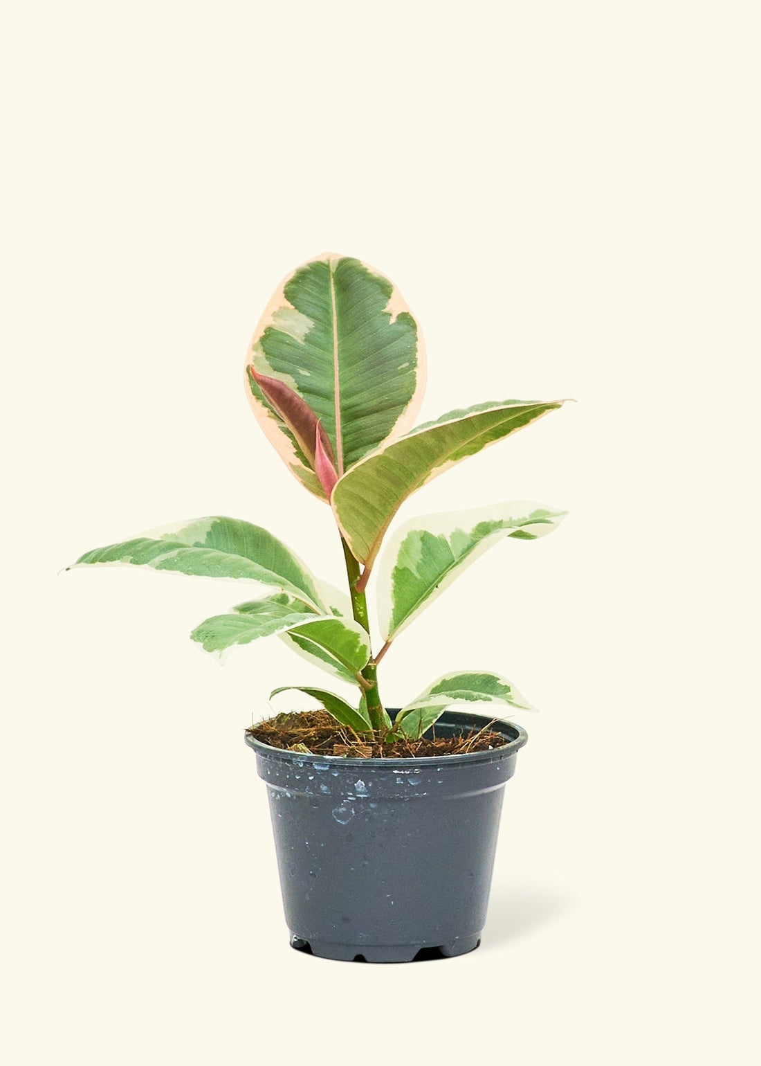 Small Ruby Rubber Tree (Ficus elastica &