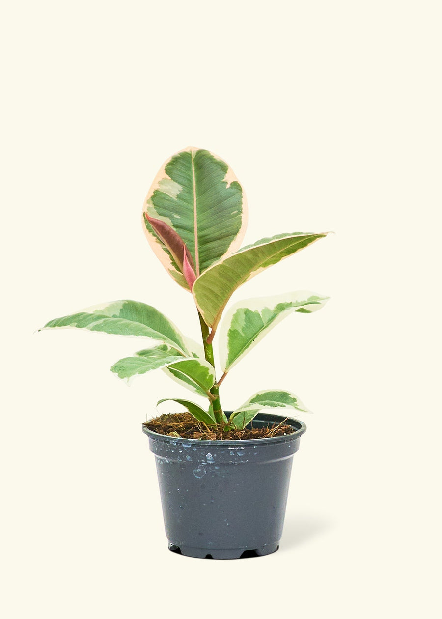 Small Ruby Rubber Tree (Ficus elastica 'Ruby') in a grow pot.