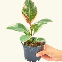 Small Ruby Rubber Tree (Ficus elastica 'Ruby') in a grow pot.
