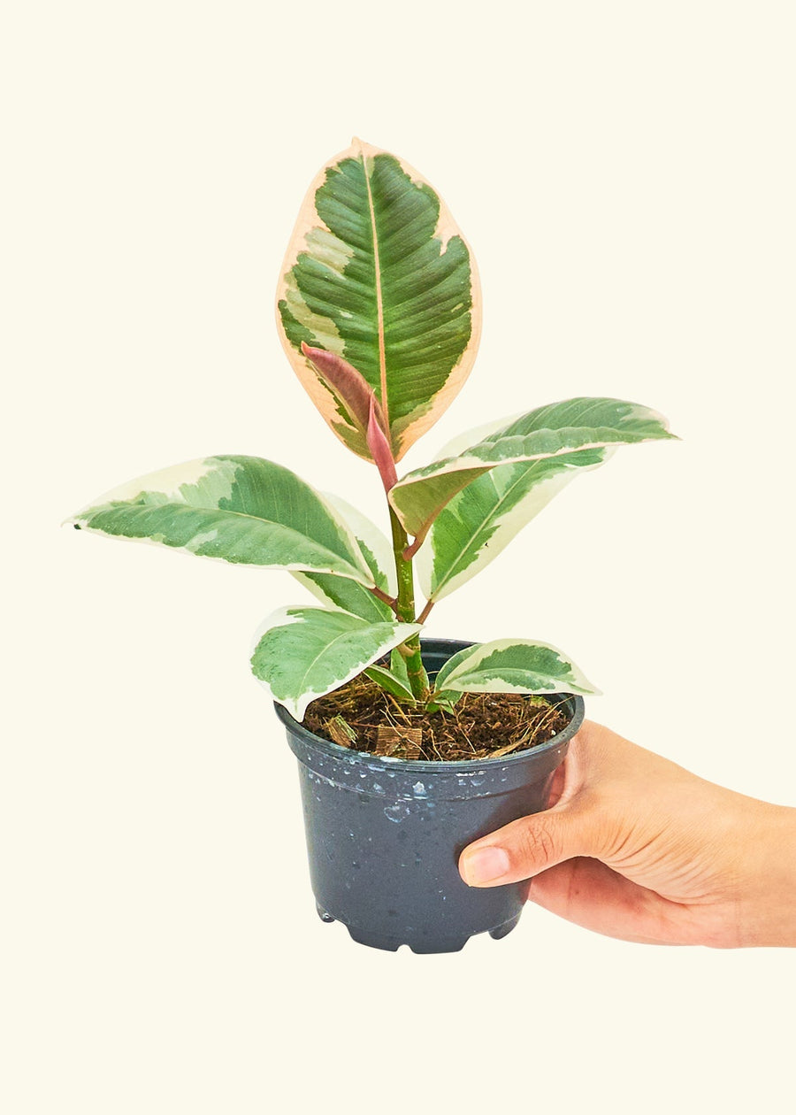 Small Ruby Rubber Tree (Ficus elastica 'Ruby') in a grow pot.