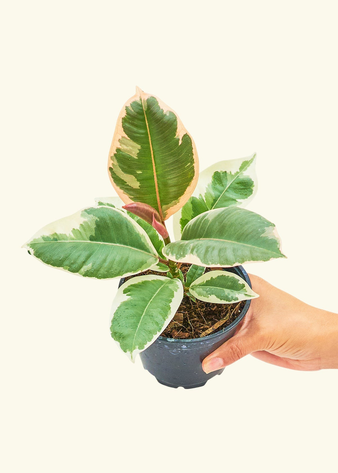 Small Ruby Rubber Tree (Ficus elastica &