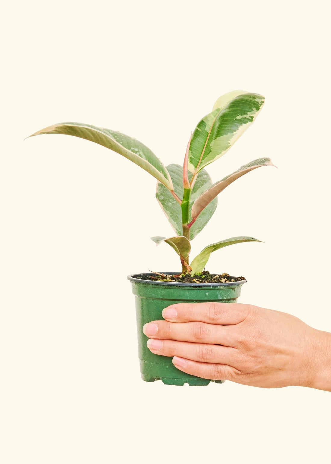 Small Variegated Rubber Plant (Ficus Elastica Tineke) in a grow pot 