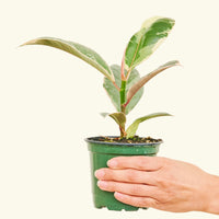 Small Variegated Rubber Plant (Ficus Elastica Tineke) in a grow pot 
