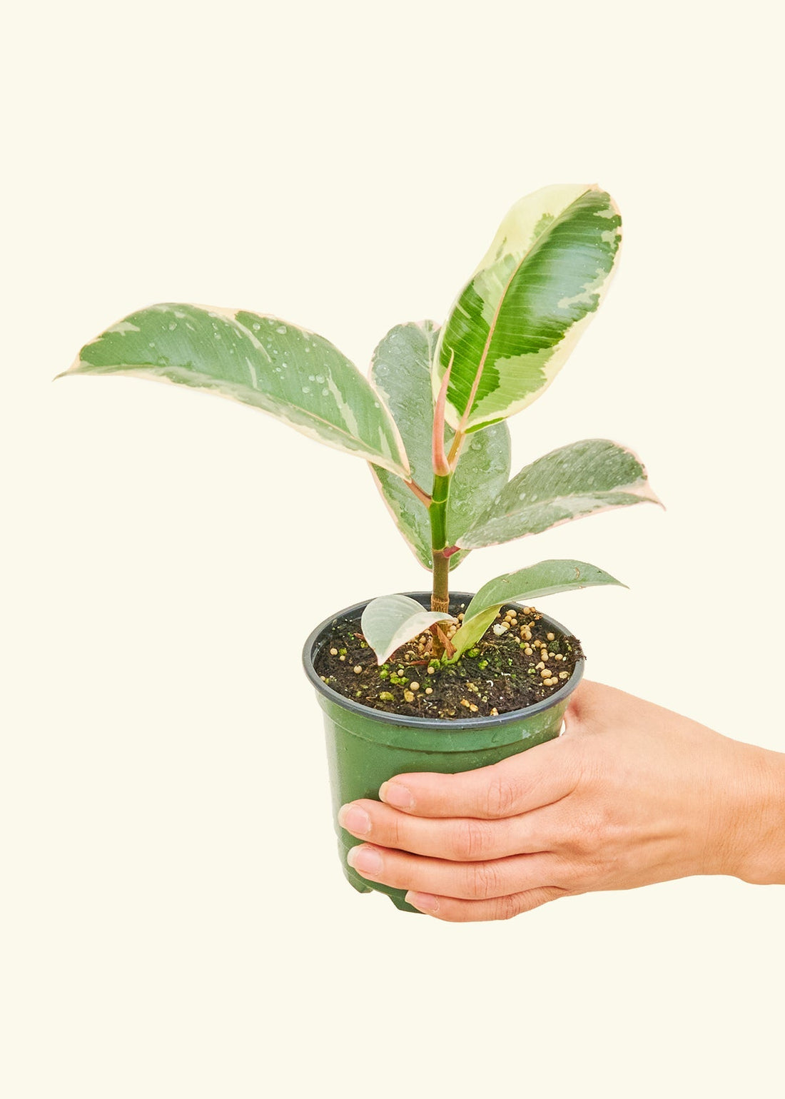 Small Variegated Rubber Plant (Ficus Elastica Tineke) in a grow pot 