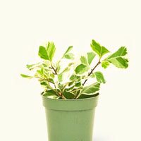 Small Variegated Triangle Ficus (Ficus triangularis 'Variegata')