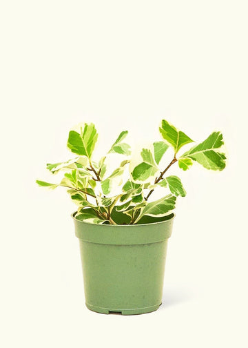 Small Variegated Triangle Ficus (Ficus triangularis 'Variegata')