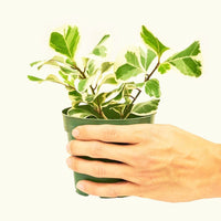 Small Variegated Triangle Ficus (Ficus triangularis 'Variegata')