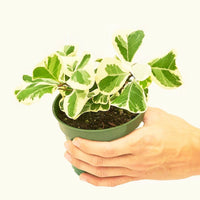Small Variegated Triangle Ficus (Ficus triangularis 'Variegata')