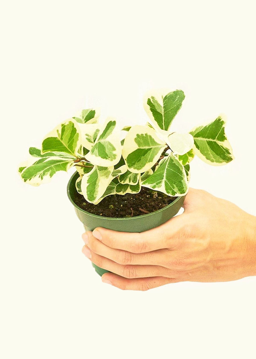 Small Variegated Triangle Ficus (Ficus triangularis 'Variegata')