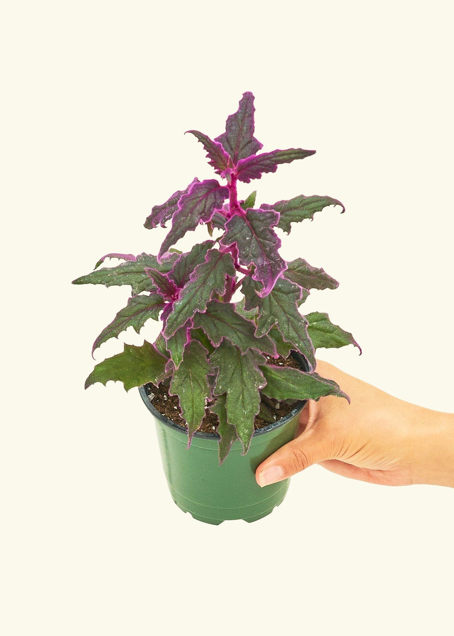 Small Purple Passion Plant (Gynura aurantiaca) in a grow pot.