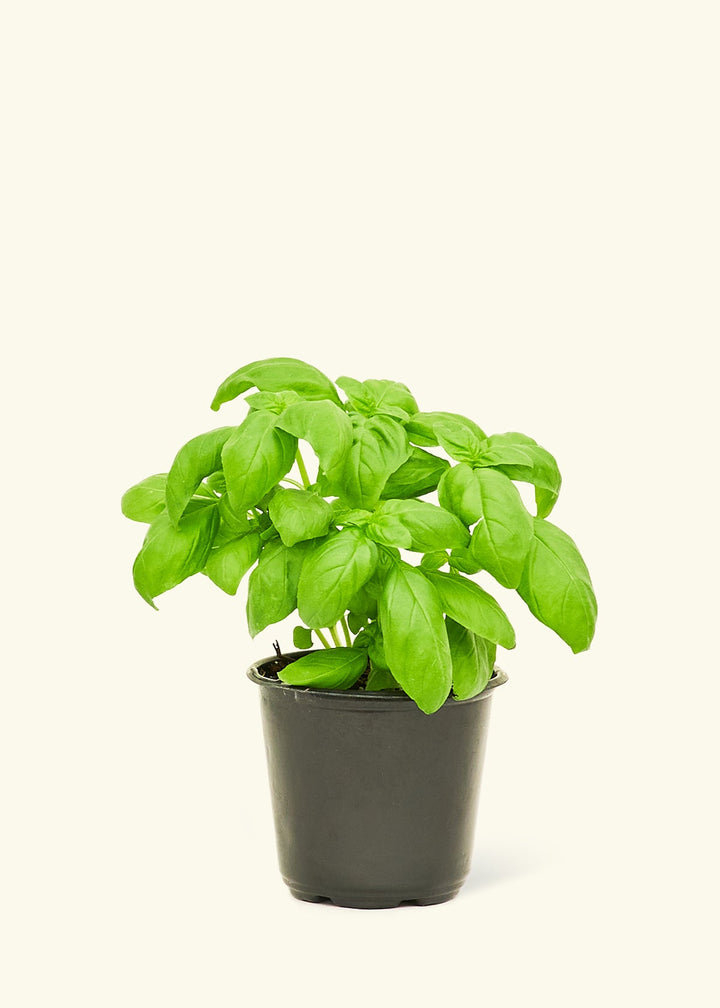 Small Basil in a grow pot.