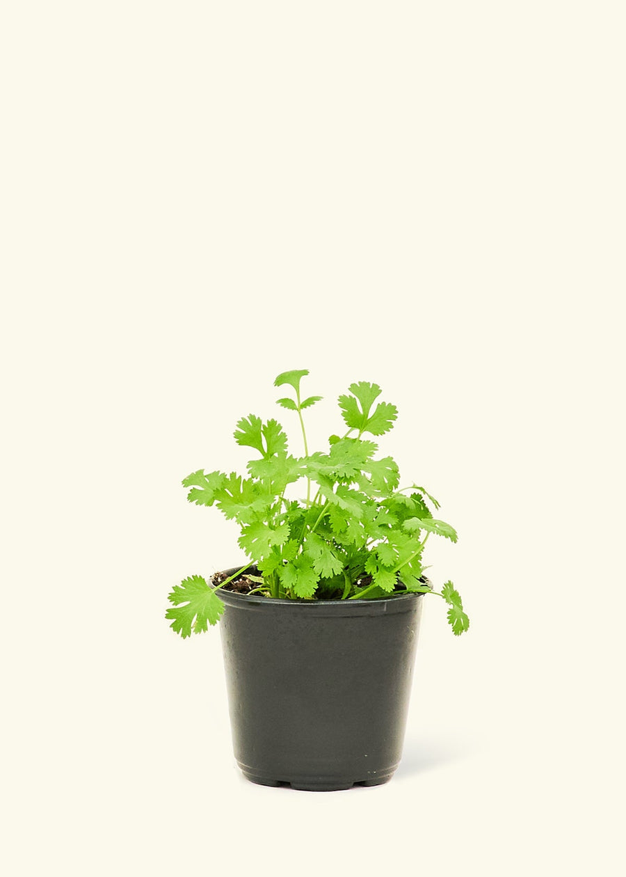 Cilantro