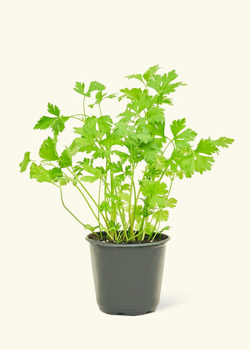 Parsley in a 4" pot.