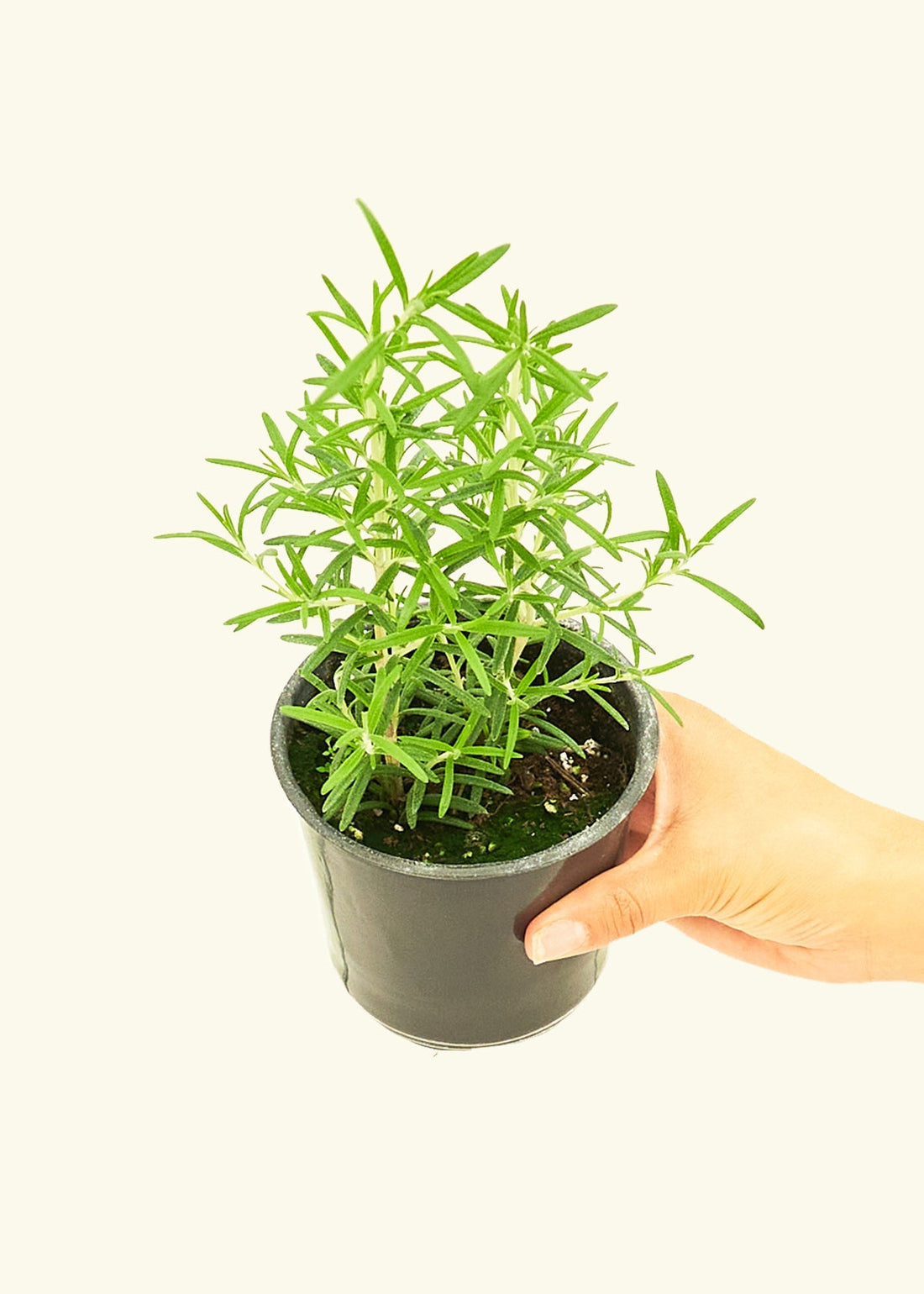 Rosemary 4-Pack Plant Rooted