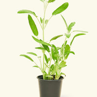 Sage