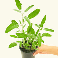 Sage